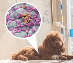 Image result for Fecal Transfer