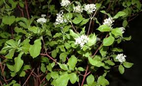 Variegated red twig dogwood prefers full sun exposure to thrive. Everything You Need To Know About The Red Twig Dogwood