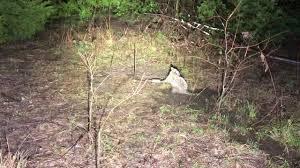We did not find results for: Raccoon Problems Texas Hunting Forum