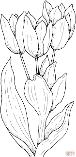 Tulips Flower Coloring Page Free Printable Coloring Pages Printable Flower Coloring Pages Flower Coloring Pages Flower Printable