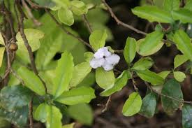 Image result for Brunfelsia australis
