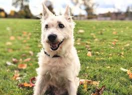 List Of Popular Cairn Terrier Mixes With Pictures