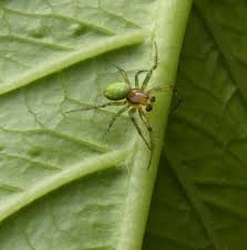 Flies and other small invertebrates. Cucumber Green Orb Spider Naturespot