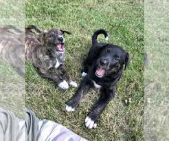 Because of this and the impact of the ongoing opioid epidemic, we are in constant need of new foster and adoptive parents. Dogs For Adoption Near Cleveland Ohio Usa Page 1 10 Per Page Puppyfinder Com