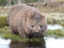 Image result for Common wombat