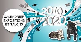 Check spelling or type a new query. Salons Du Chiot 2021 France Expo Chien Conseil Veto Illustre Catedog