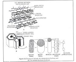 Maybe you would like to learn more about one of these? Cell Wall Of Eukaryotic Cells Structure And Function