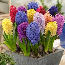 Maybe you would like to learn more about one of these? Hyacinth Hyacinthus Orientalis Flowering Plants