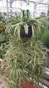 Bonnie spider plants are one of my favorite easy to care for houseplants. Chlorophytum Comosum Wikipedia