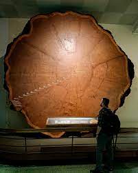 This *was* the Mark Twain giant sequoia tree. It *was* living in what we  now call Kings Canyon National Park. It *was* killed by this museum so they  could add this slice