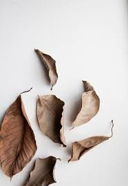 If Only Fall Leaves Could Be Made Into Botanical Dye Tonal Heaven Osennie Fotografii Osennie Kartinki Vintazhnye Predposylki