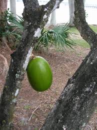 Image result for calabash