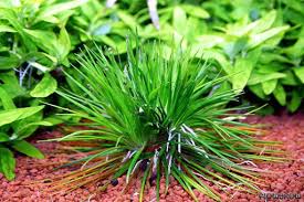 Image result for Eriocaulon truncatum