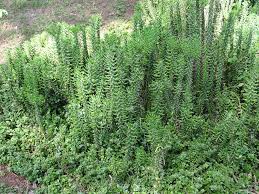 Image result for Gnidia hockii