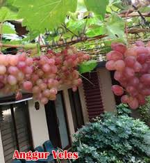 Buah apel merupakan buah yang bagian luarnya berwarna merah cerah dan biasanya sudah matang dan buah anggur merupakan buah yang bisa tumbuh di daerah dataran rendah, tanaman buah anggur bisa tumbuh saat musim kemarau, antara. 16 Jenis Anggur Import Paling Genjah Jualbenihmurah Com