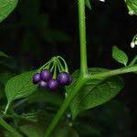 Image result for Solanum anguivi