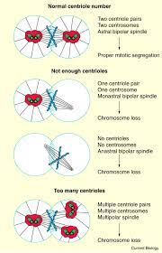 Check spelling or type a new query. Centrioles Take Center Stage Sciencedirect