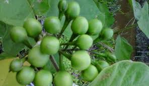Maybe you would like to learn more about one of these? Apa Manfaat Rimbang Untuk Kesehatan Mata P2mal