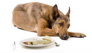 Dog With An Upset Stomach Try These Remedies