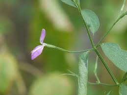 Image result for Dicliptera paniculata