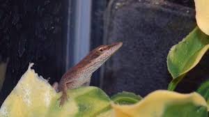 Florida lizard that survived being made into a salad becomes New Jersey  class pet