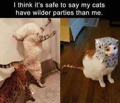 Cat is a crazy pet ever in this world. 900 Cat Memes Ideas In 2021 Cat Memes Funny Cats Funny Animals