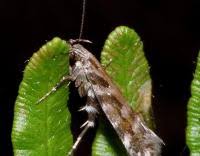 Image result for Ericinella