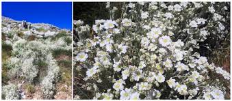 Image result for Cerastium indicum