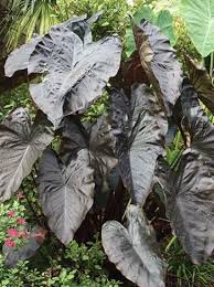 Maybe you would like to learn more about one of these? Plants Seeds Bulbs Diamond Head Elephant Ear Bulbs Colocasia Perennial Tropical Live Rare Plant Top Yard Garden Outdoor Living