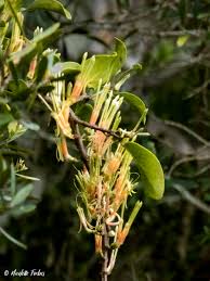 Image result for Erianthemum dregei