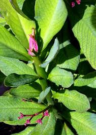 Image result for Euphorbia umbellata