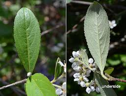 Image result for Landolphia villosa