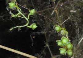 Image result for Utricularia stellaris