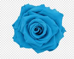 Although sky blue flowers are available in placed form on the version, breaking one never yields an item. Blue Rose Flower Preservation Blue Flower Blue Navy Blue Color Png Pngwing