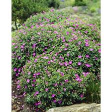 Image result for Geranium sanguineum Max Frei