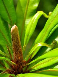 Image result for Oleandraceae