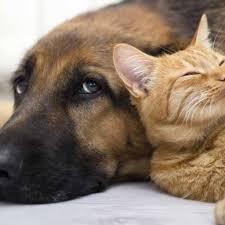 Kedi Ve Kopeklerde Diyare Ishal Vetart