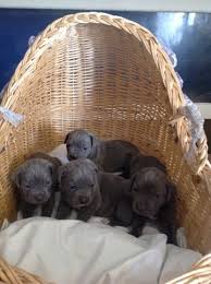 Selecting a puppyselect a puppy that best suits the lifestyle of yourself and your family. Litter Of 3 Cane Corso Puppies For Sale In Denver Co Adn 71457 On Puppyfinder Com Gender Male S And Female S Cane Corso Puppies Cane Corso Puppies For Sale