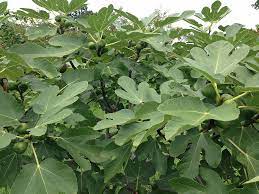 Maybe you would like to learn more about one of these? Hd Wallpaper Fig Tree Unripe Figs Fig Leaves Natural Botanical Organic Wallpaper Flare