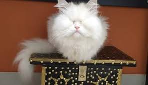 Check spelling or type a new query. Persian Cat Who Went Blind Due To Neglect Now Has The Best Life The Dodo