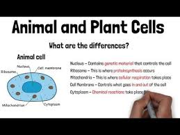 Teacher in west watford passionate about giving the best lessons to our young people. Animal And Plant Cells Gcse Biology Revision 9 1 A Grade Ks4 Science Igcse Biology Youtube