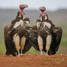Pin De Cynthia Wesemann Em Birds Animais Fotos De Animais Passaros Estranhos