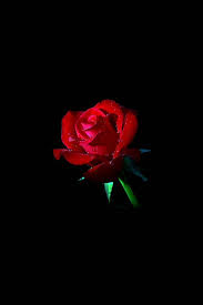 Nusa dua tanah lot bali shore beach, bali red island beach, beach, landscape, world png. Red Rose Dark Flower Nature Iphone 8 Wallpaper Iphone8wallpapers Com