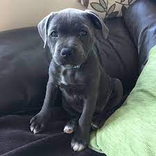 Staffordshire Bull Terrier Pdsa