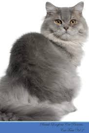 British longhairs make good indoor cats, as they are less active than many. British Longhair Cat Presents Cat Facts Workbook British Longhair Cat Presents Cat Facts Workbook With Self Therapy Journalling Productivity Includes Space For Notes To Do Lists Loving Kitty 9781526964267 Amazon Com Books
