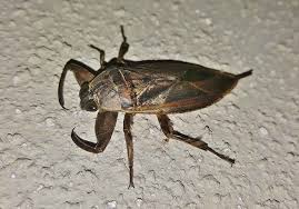 Paramount pest management understands the challenges that business owners face today. Long Island Pest Control Services Exterminator Rest Easy Pest Control