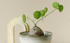 Image result for Salacia erecta