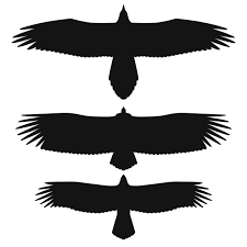 Bei beiden arten wurden hohe bleiwerte in der leber und in den knochen nachgewiesen. Die Silhouetten Der Greifvogel Als Sichtungshilfe Von Oben Bartgeier Gansegeier Und Steinadler Bild 1 Von 1 Vet Magazin Com