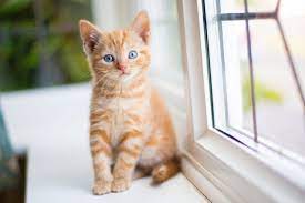 Best Female Cat Names 200 Girl Cat Names From A To Z Daily Paws