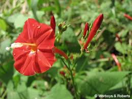 Image result for Ipomoea hederifolia